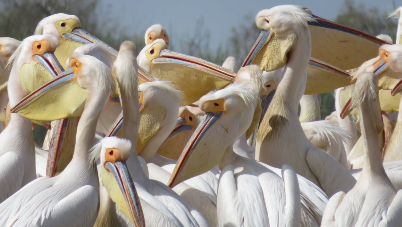 Pelikanen in het kwadraat