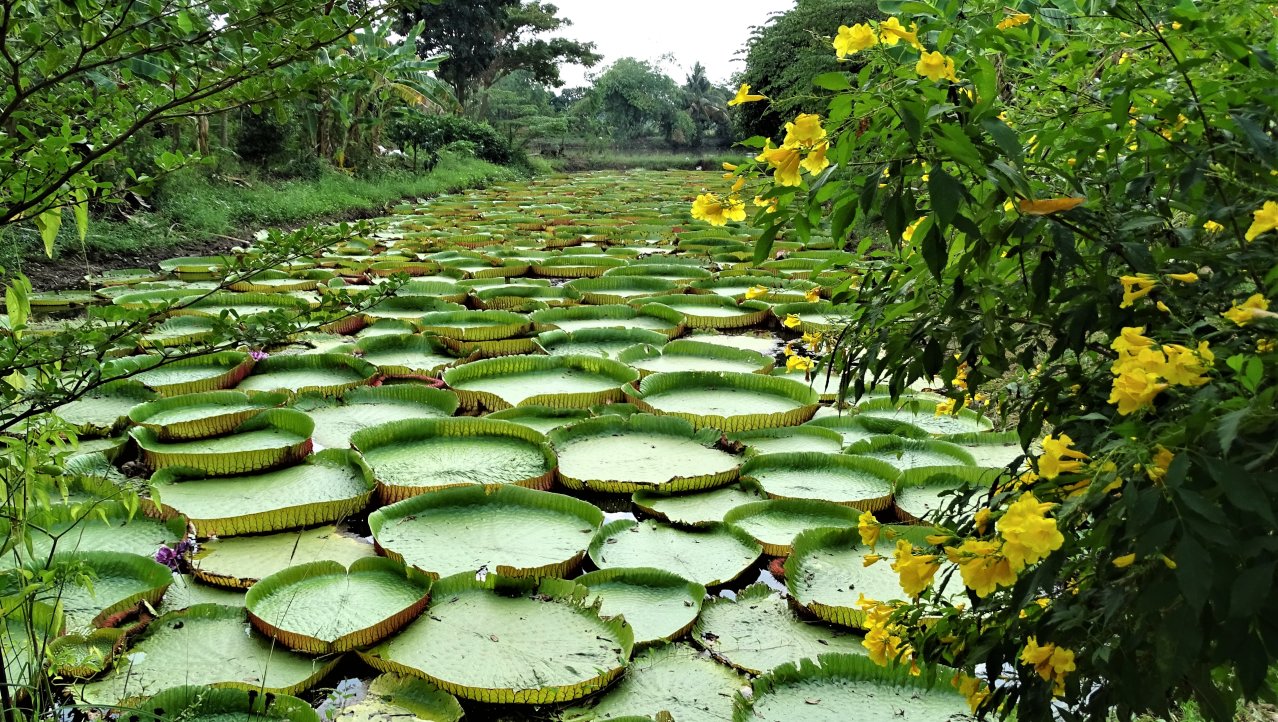 Amarat Lotus Garden.