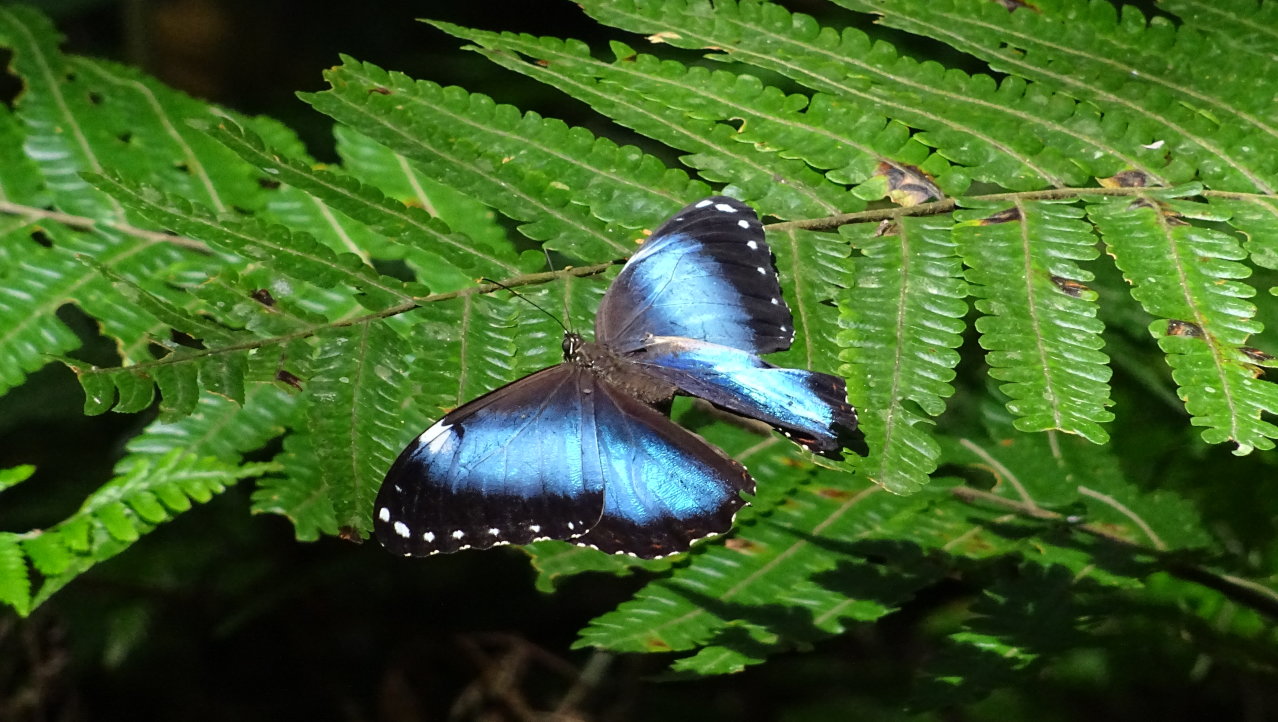 Vlinders spotten in N.P. Amboro
