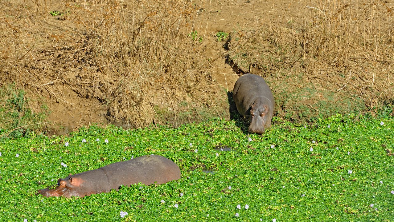 Nijlpaardpaadje Liwonde NP Malawi