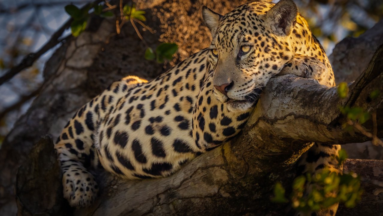 Jonge jaguar in de boom