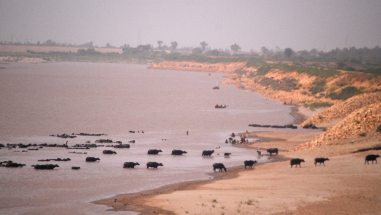 Waterbuffels in de Indus bij Hyderabad