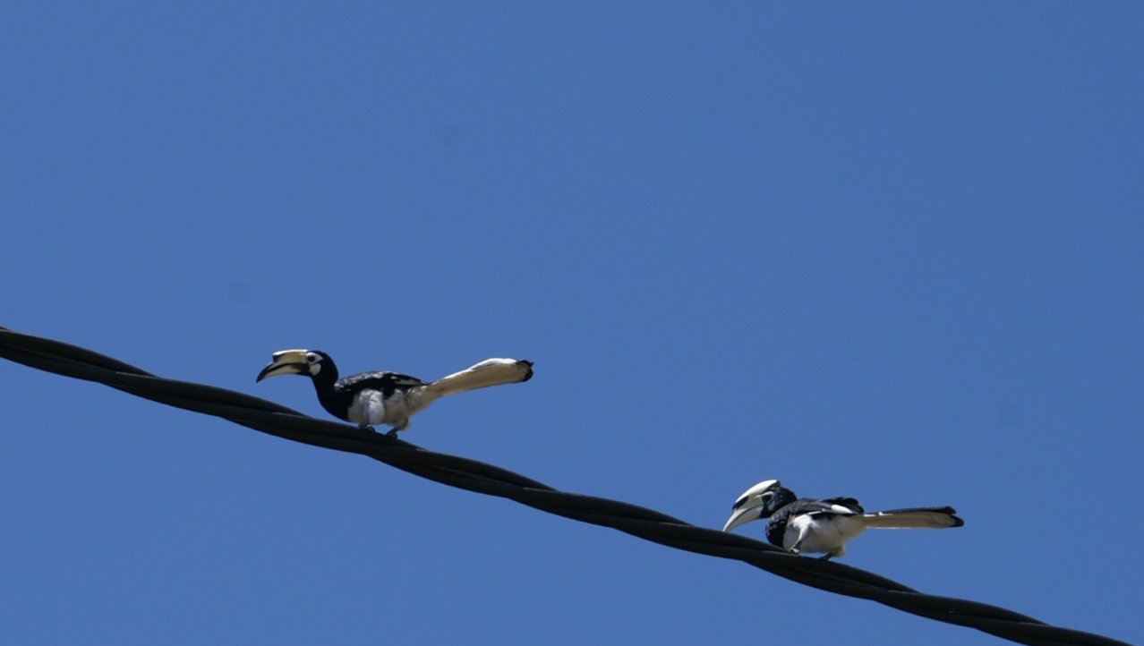 birds on a wire 