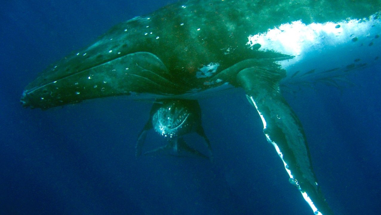Walvissen in Tonga