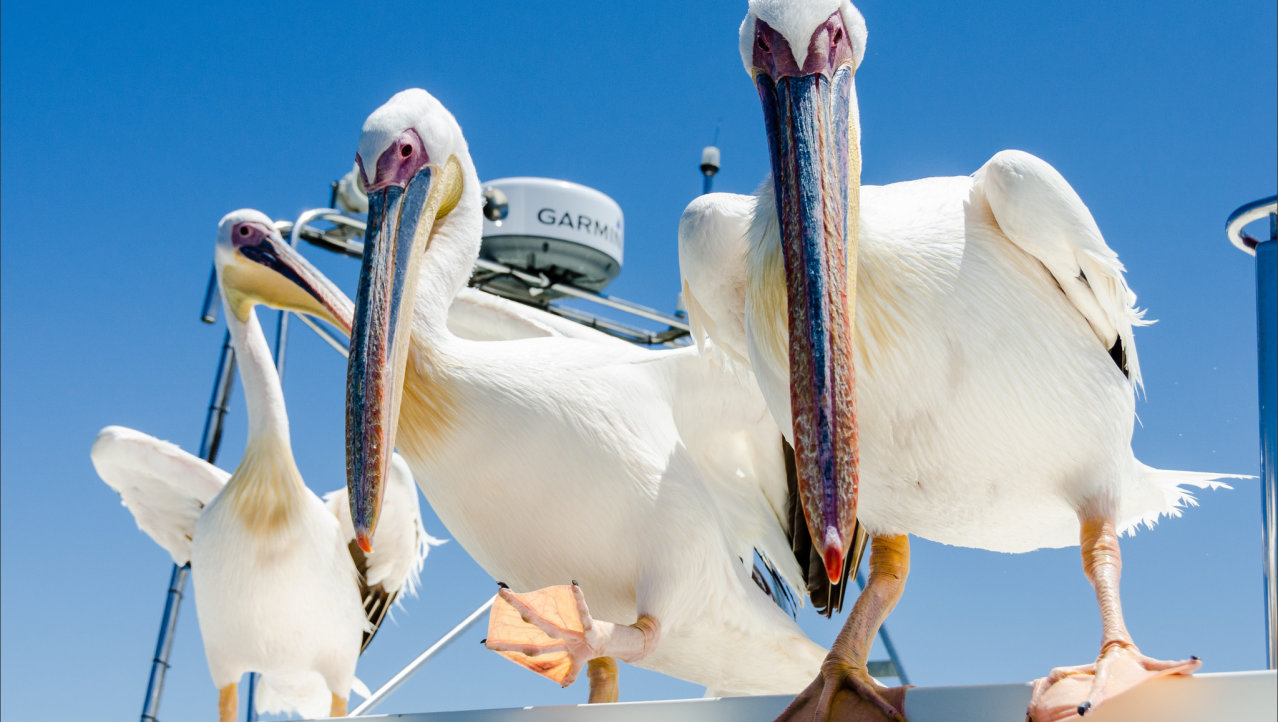 El pelicanos