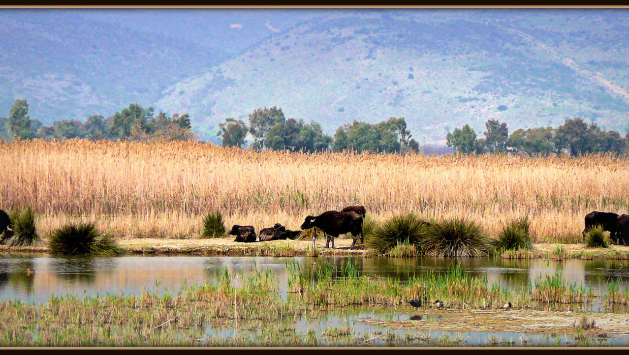 Panorama waterbuffels
