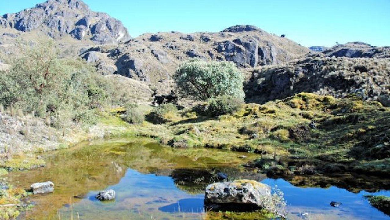 Nationaal Park Cajas.een vochtvasthoudend landschap met aparte begroeiing
