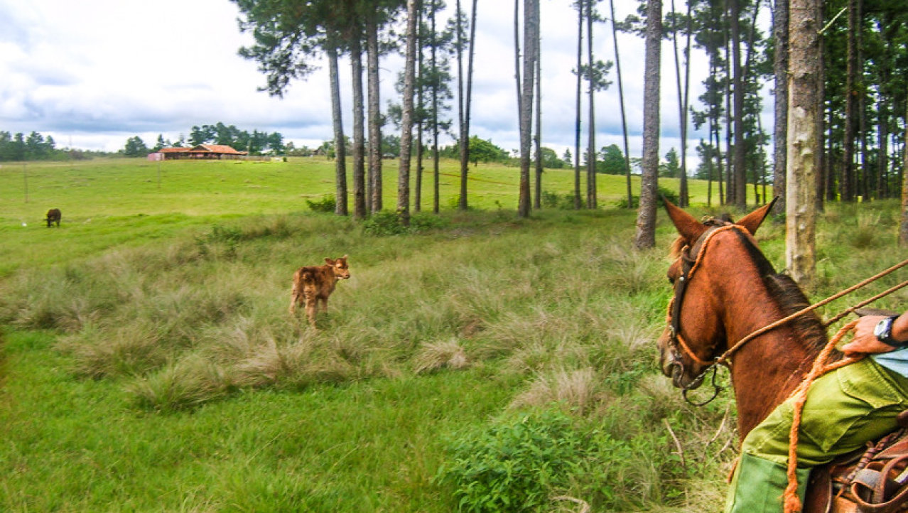 trektocht te paard door West-Cuba