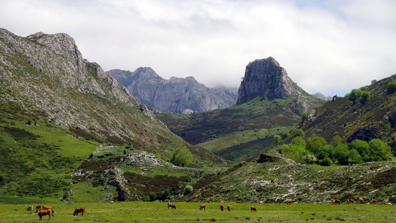Koeiensprookje in de Picos
