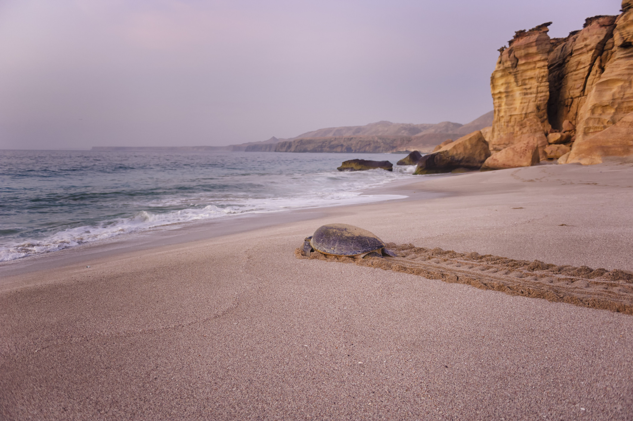 Ras Al Jinz Oman. Foto: Getty Images