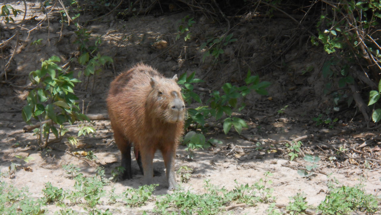 Capibara