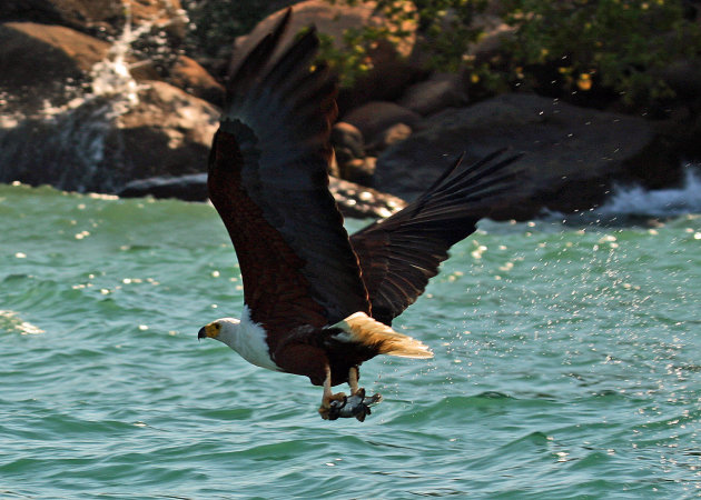 Fish eagle