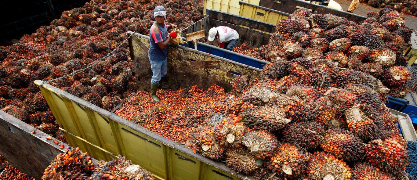 Indonesië verbiedt nieuwe palmolieplantages image