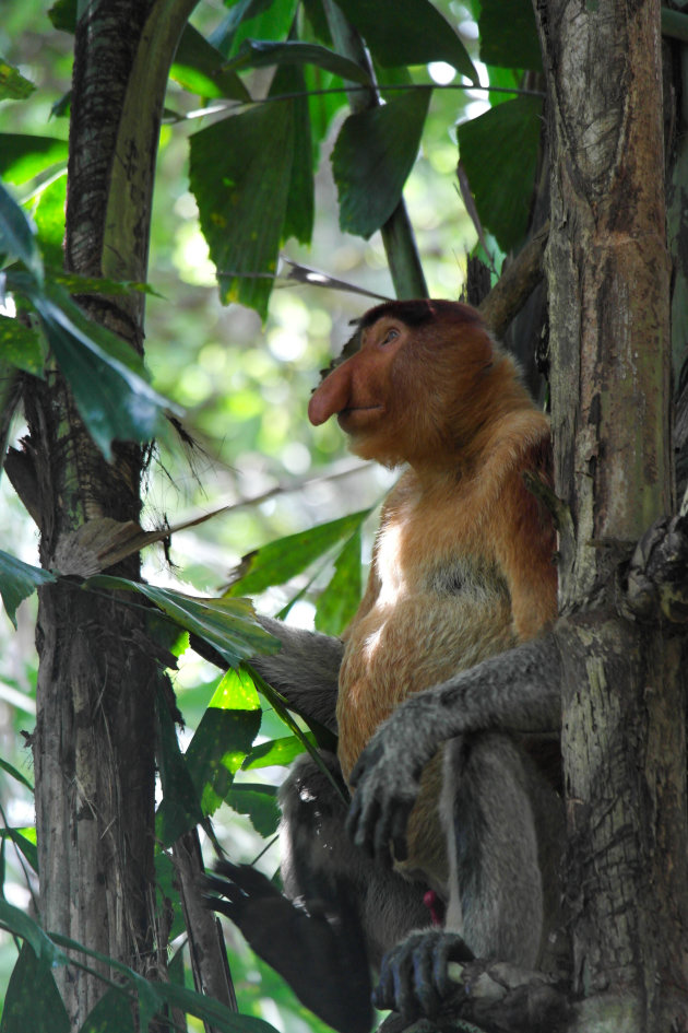 Neusaap in Borneo