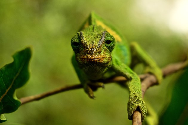 Eye in eye with this beautiful chameleon!