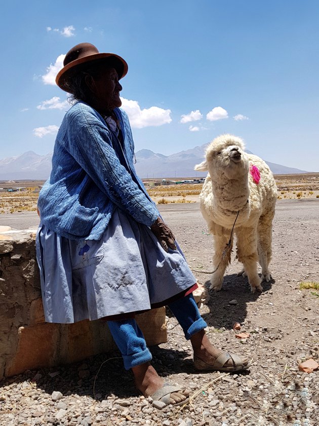 Alpaca's hebben toch wel de hoogste aaibaarheidsfactor