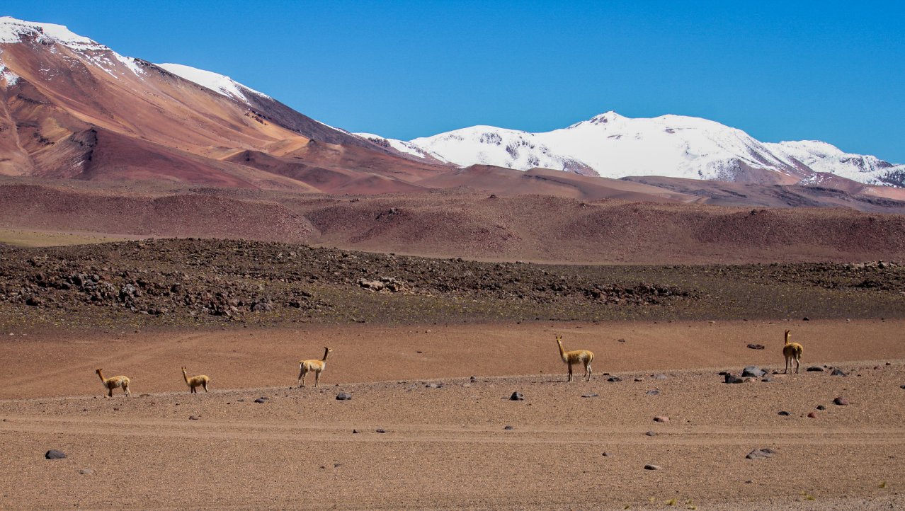 Alpacas op de Boliviaanse hoogvlakte