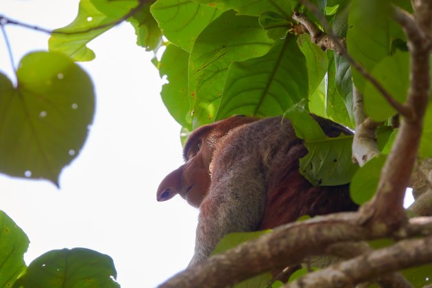 Bako nationaal park een must als je in Borneo bent