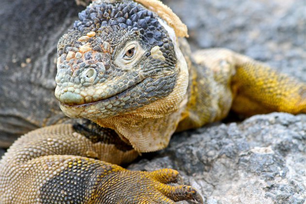 Galápagos, in de voetsporen van Charles Darwin