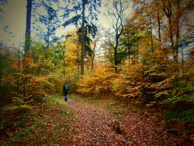 Herfst in de Utrechtse Heuvelrug