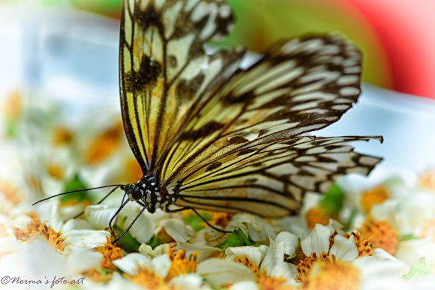 Vlinders op Bohol