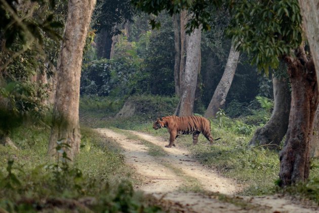 Bengaalse tijger in Kaziranga National Park.