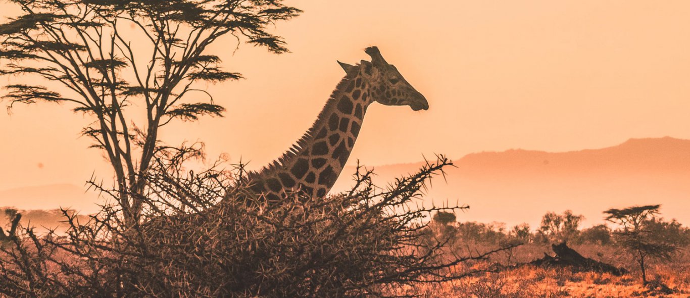 Win een safarireis naar Kenia op de Vakantiebeurs image