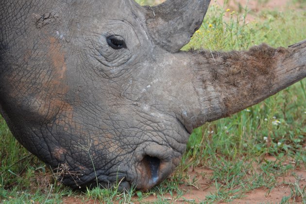 Neushoorn snoept van t gras