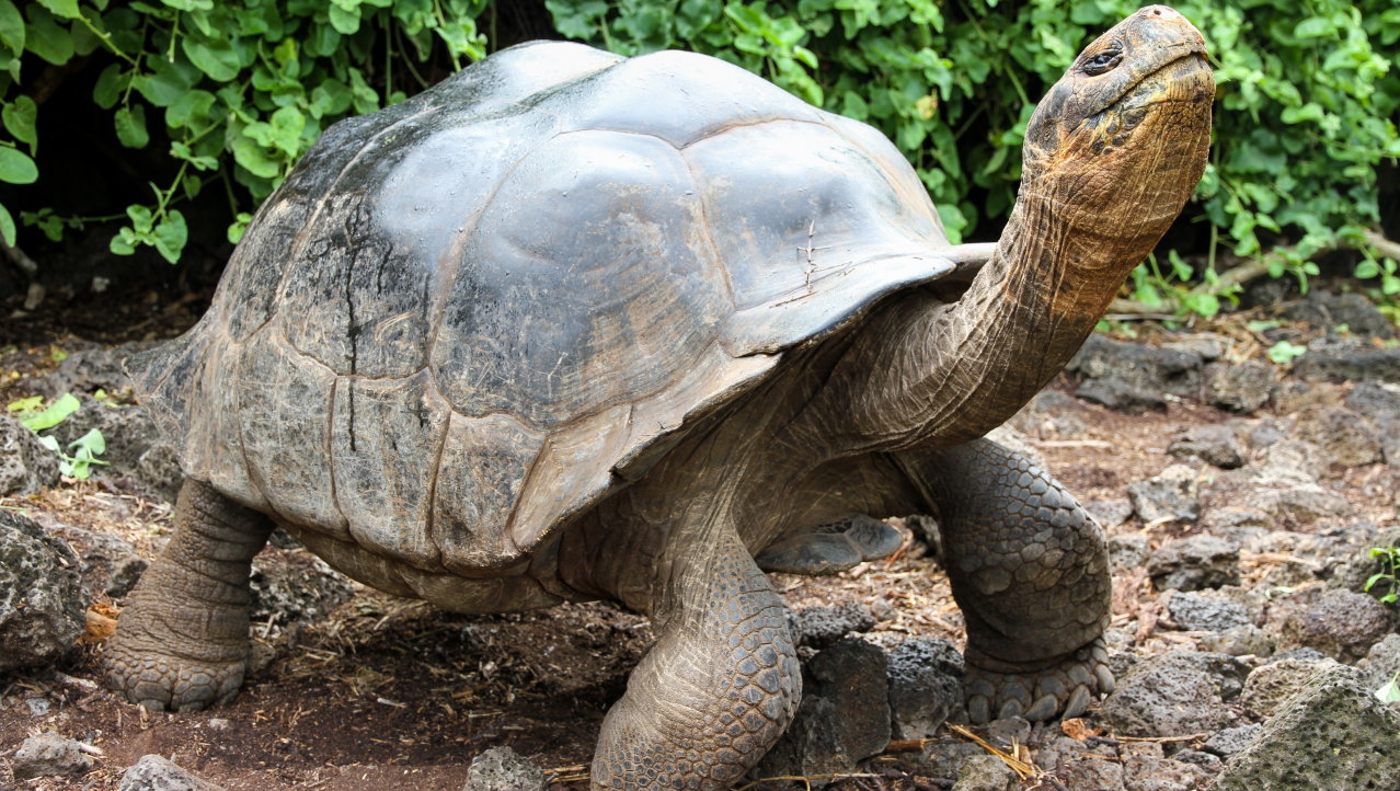 Reuzenschildpad op het eiland Santa Cruz