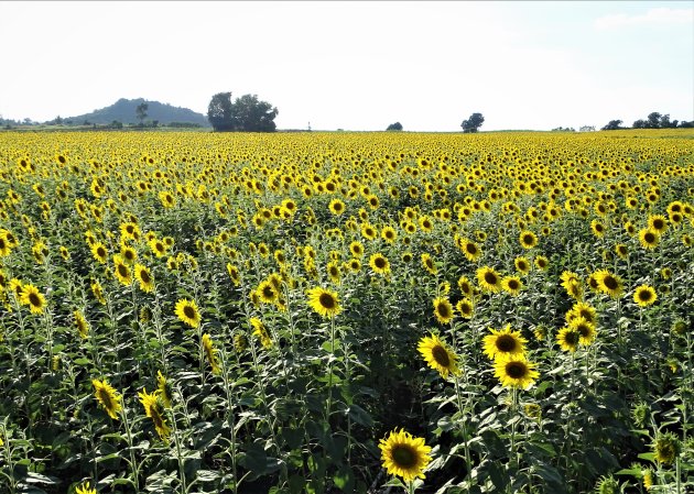 Zonnebloemen tot de horizon.