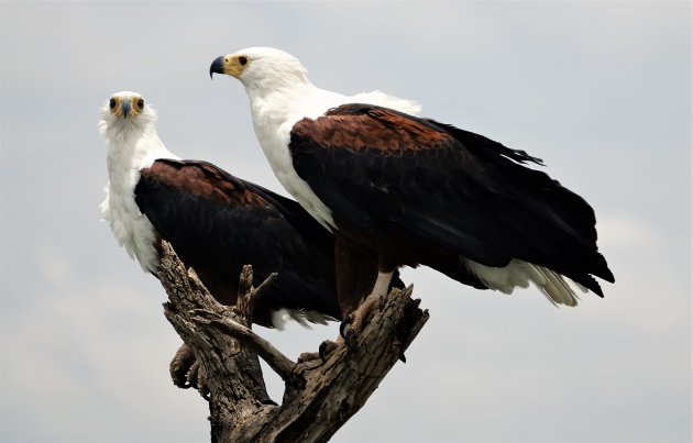 Lake Naivasha, African Fish Eagles