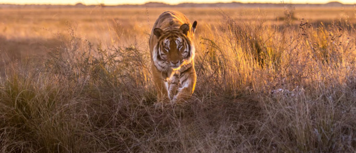 Wildlife: 5 onontdekte plekken om tijgers te spotten image