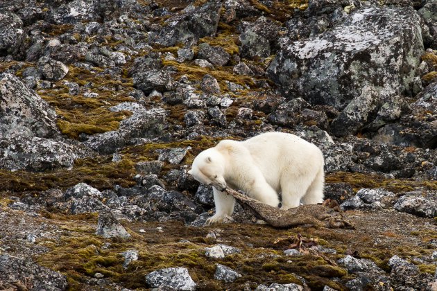 IJsberen spotten op Spitsbergen