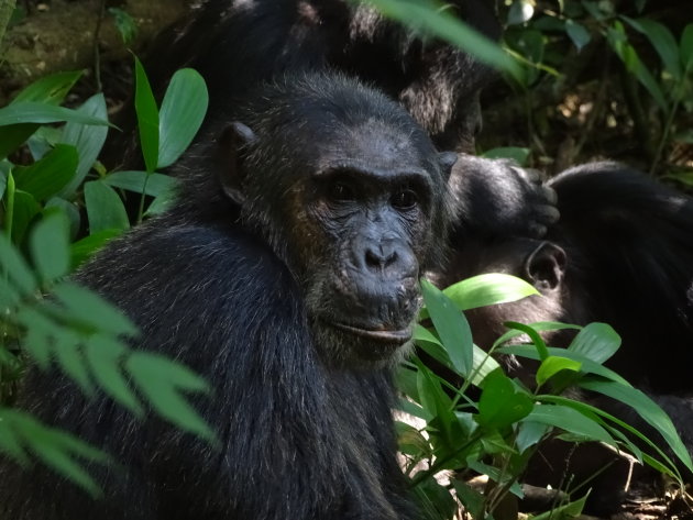Chimpansees in Kibale Forest NP