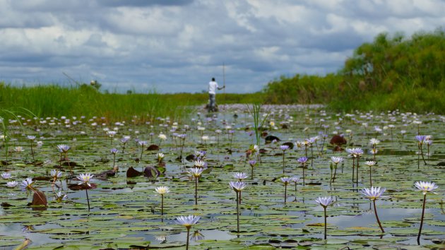 Met de mokoro door de Okavango