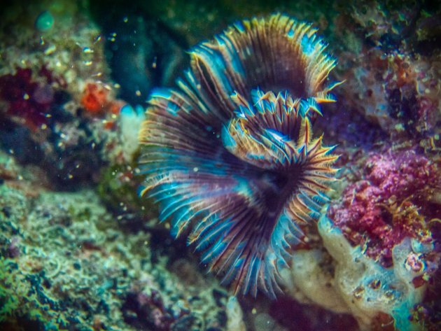 Het ontstaan van koraal