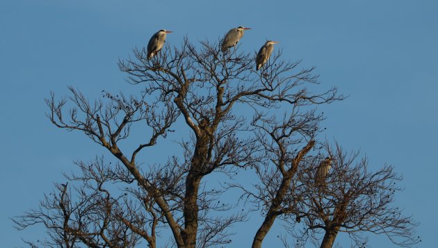 Hoog in de boom