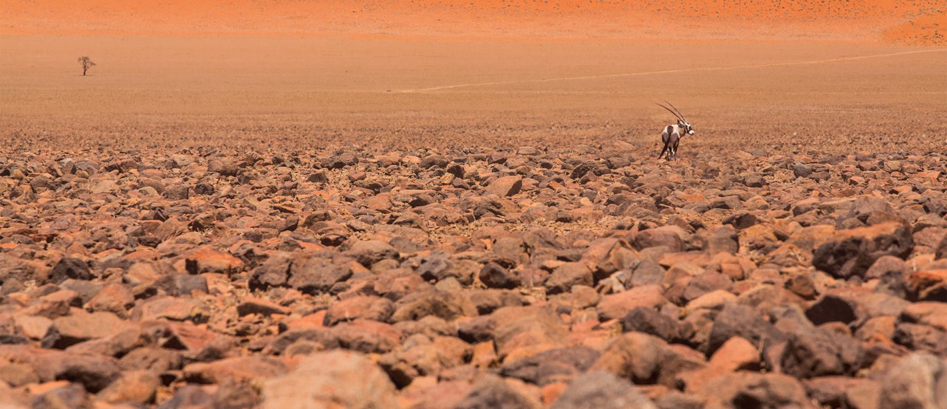 Wachten op water in Namibië image