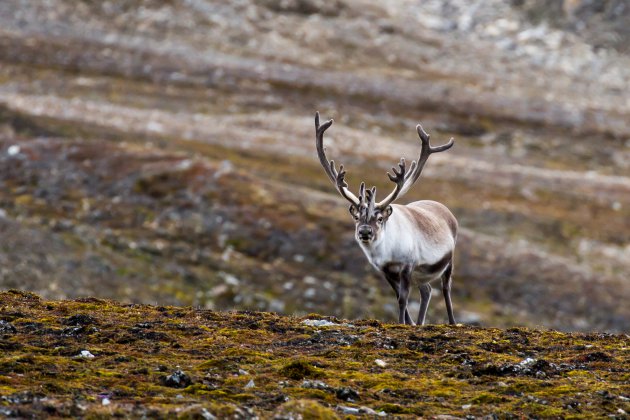 Rendieren hebben het zwaar op Spitsbergen