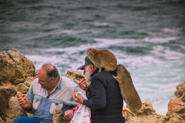 Klipdassies in Hermanus