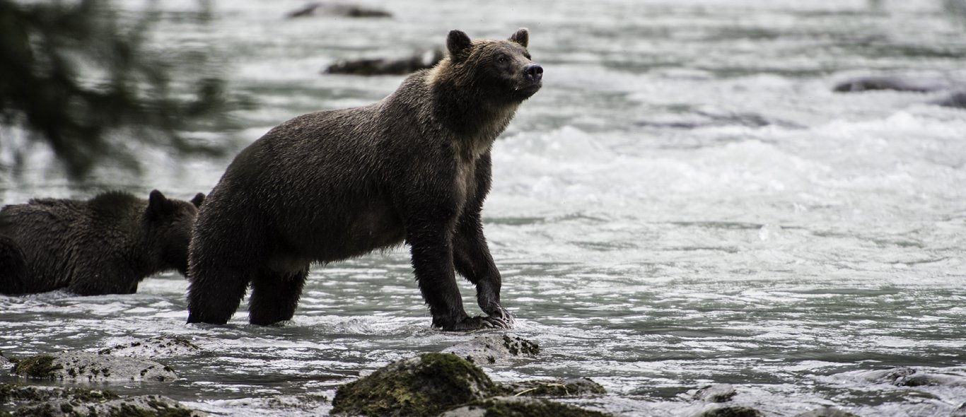 Beremooi Yukon image