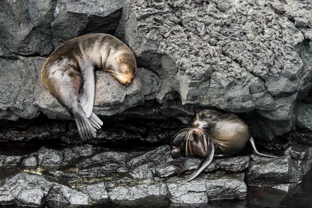 Galápagos op je bucket list!