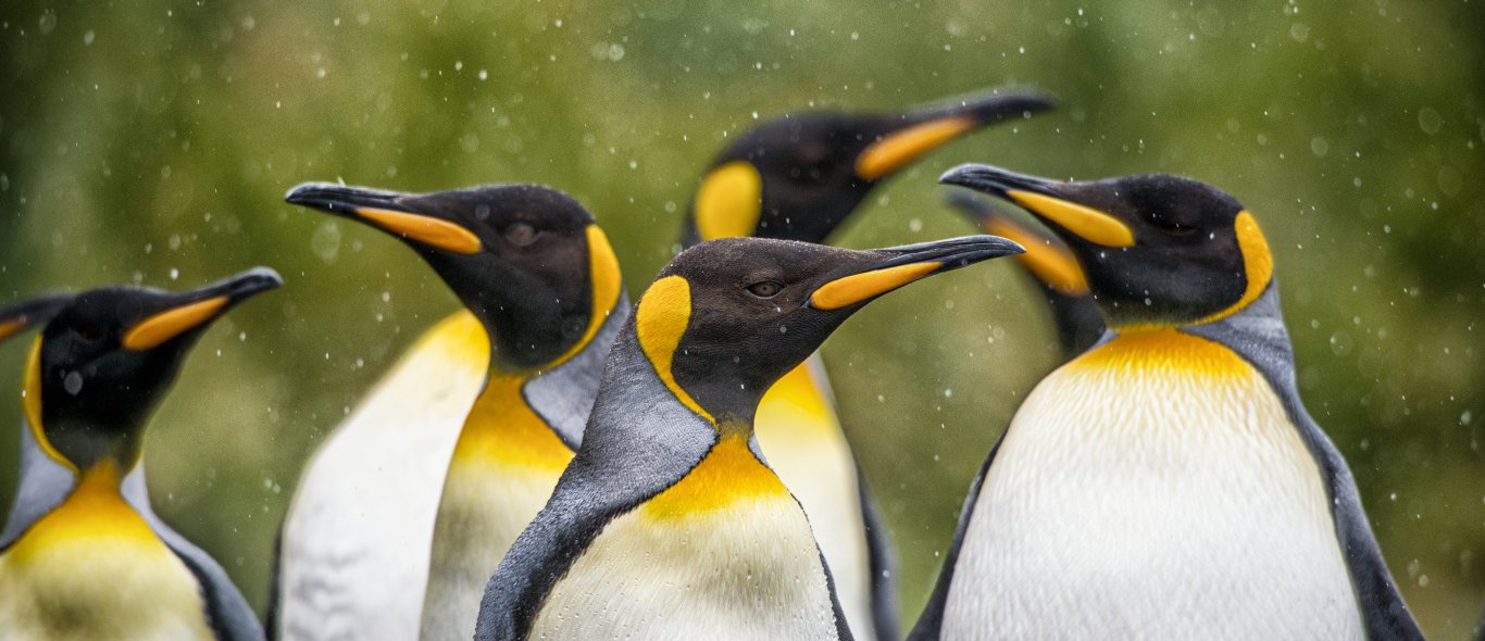 Partyende pinguïns; het is wereldpinguïndag image