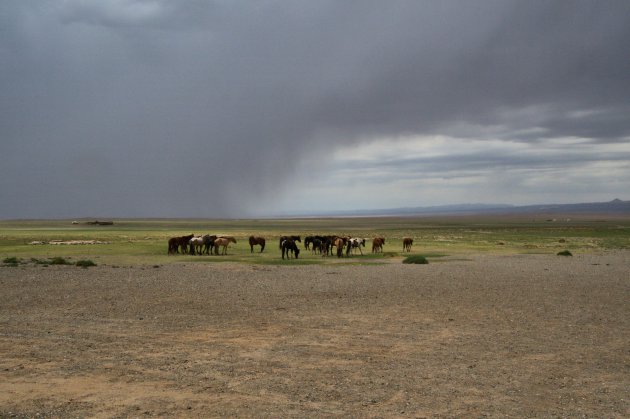 Mongoolse paard