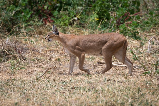 Caracal