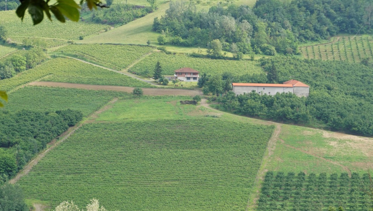 30.5 Piëmonte, Monferrato, wijngaarden