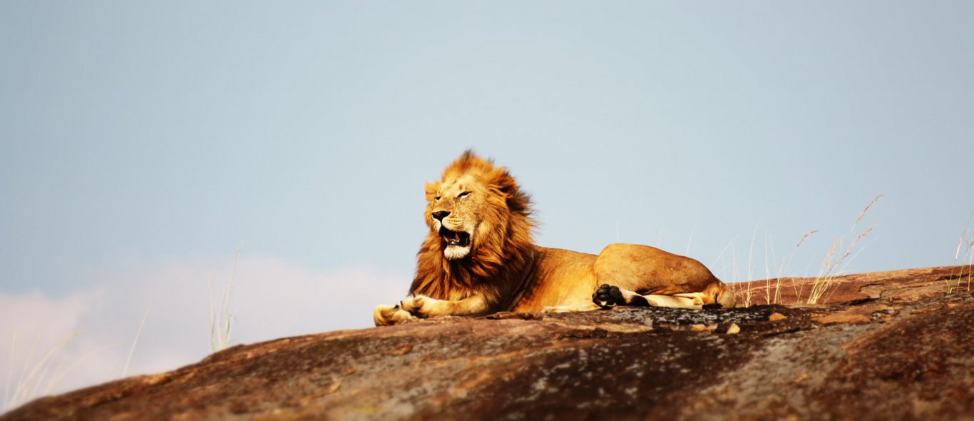 Echte leeuwen hebben het niet zo goed als Simba uit de film Lion King image