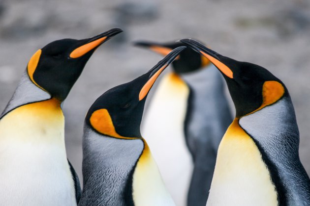 Koningspinguïns, eeuwig samen