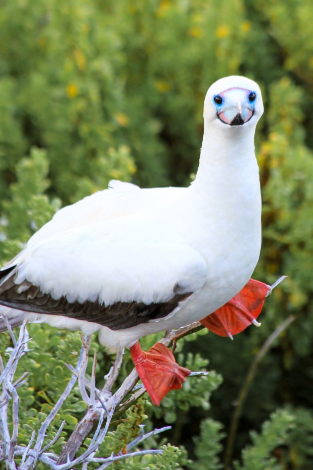 Rode voetjes op Galápagos