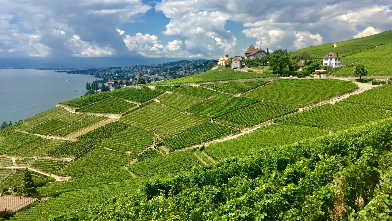 Lavaux, het wijngebied bij Lausanne